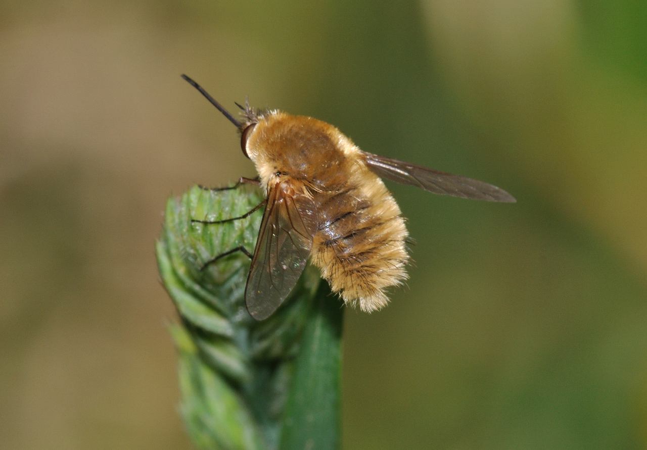 Systoechus ctenopterus ♀ (Bombyliidae)